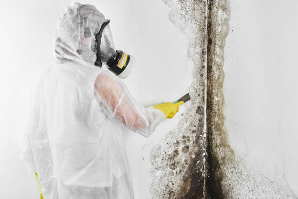 Professional Mold Removal in Poway, CA