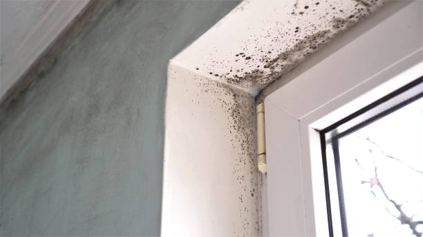Best Emergency Mold Removal  in Poway, CA