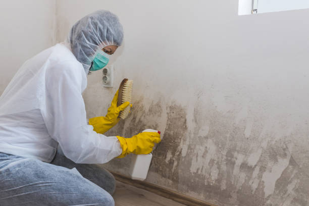 Best Emergency Mold Removal  in Poway, CA