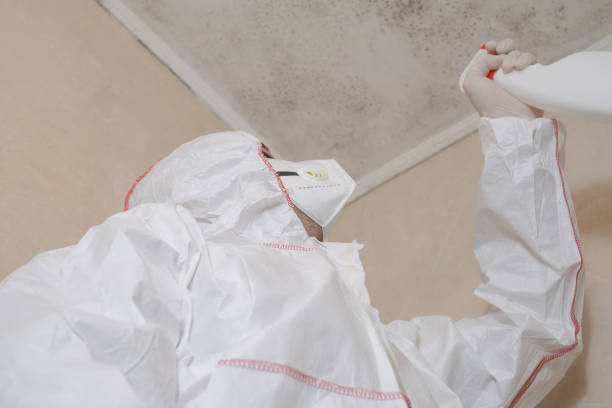 Best Local Mold Removal Service  in Poway, CA