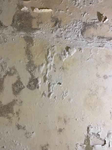 Best Toxic Mold Removal  in Poway, CA