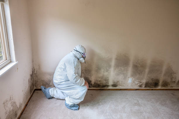Best Black Mold Removal  in Poway, CA