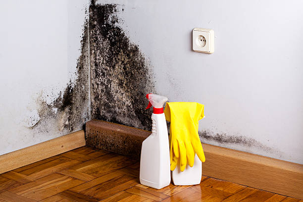 Mold Testing and Removal in Poway, CA