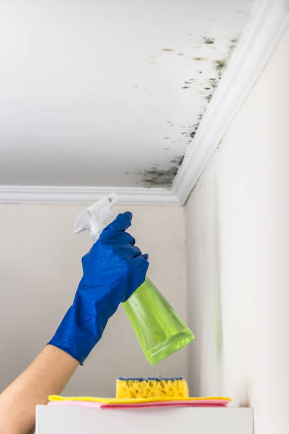 Best Attic Mold Removal  in Poway, CA
