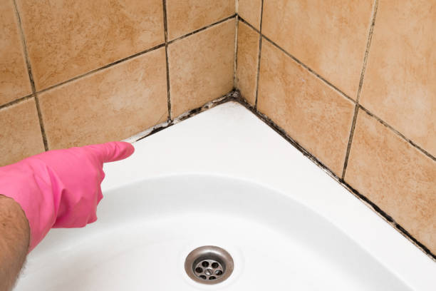Best Mold Remediation  in Poway, CA
